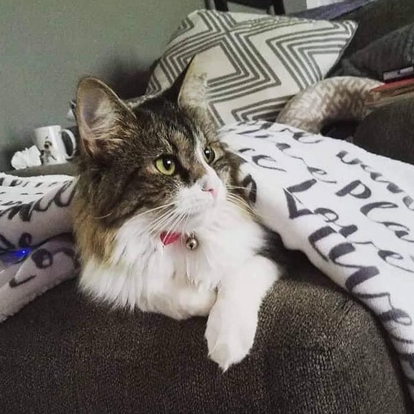 Meet your Posher, Elizabeth - Picture 7 of 14